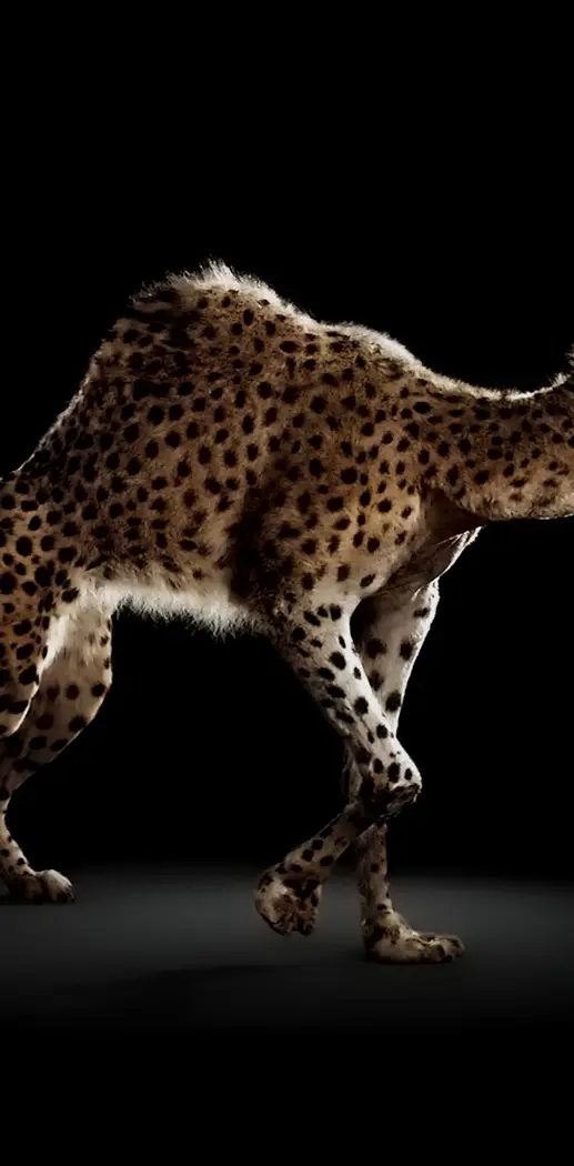 Leopard-Dromedary