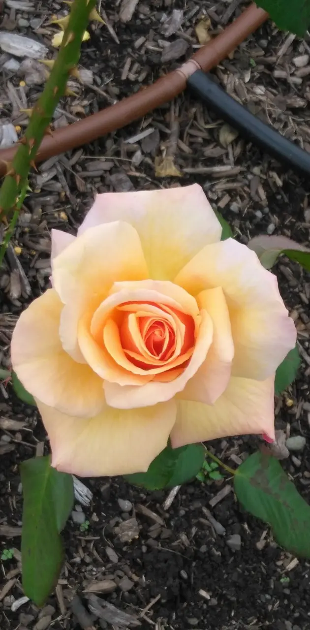 A singel rose 