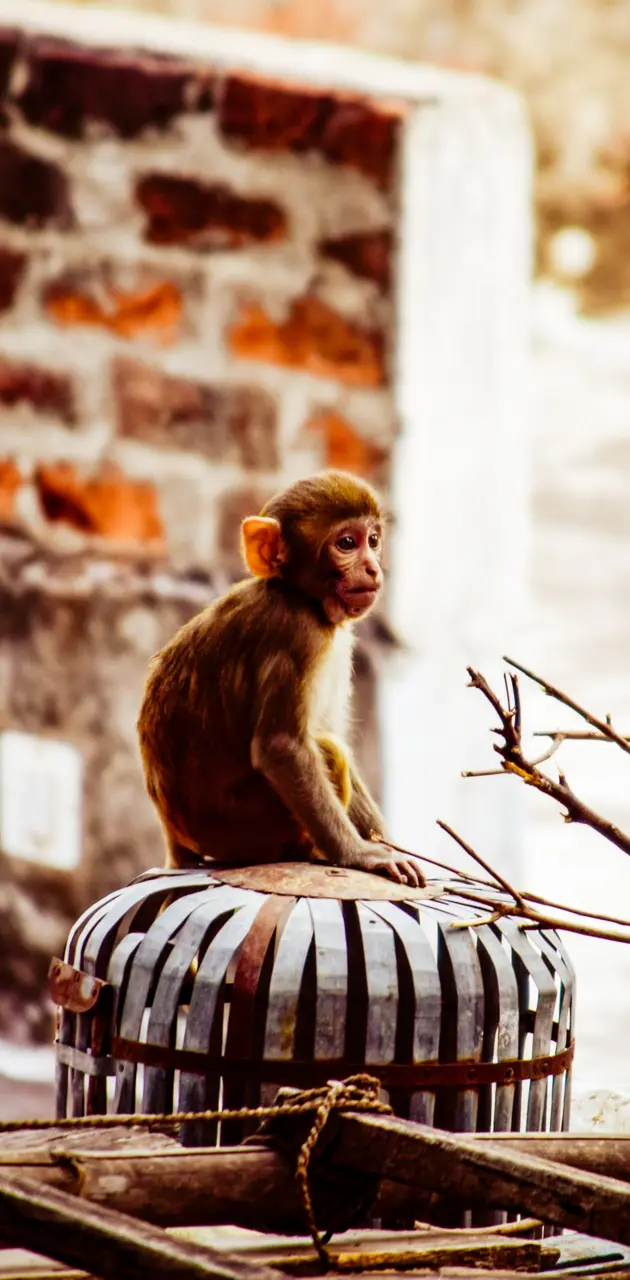 Innocent monkey 