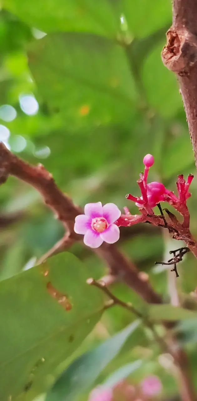 Carambola Flower