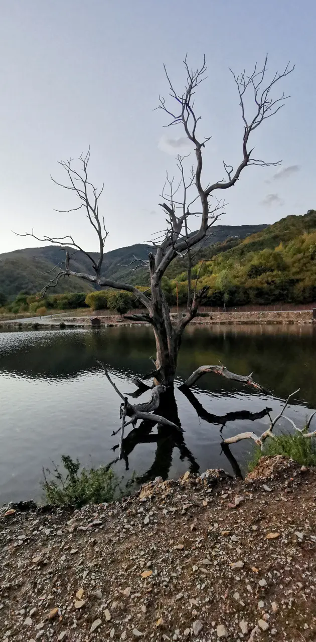 Tree in a lake