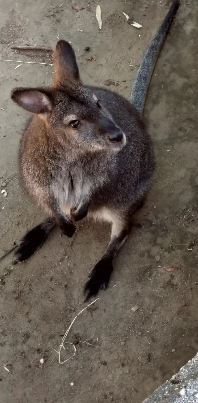 Wallaby