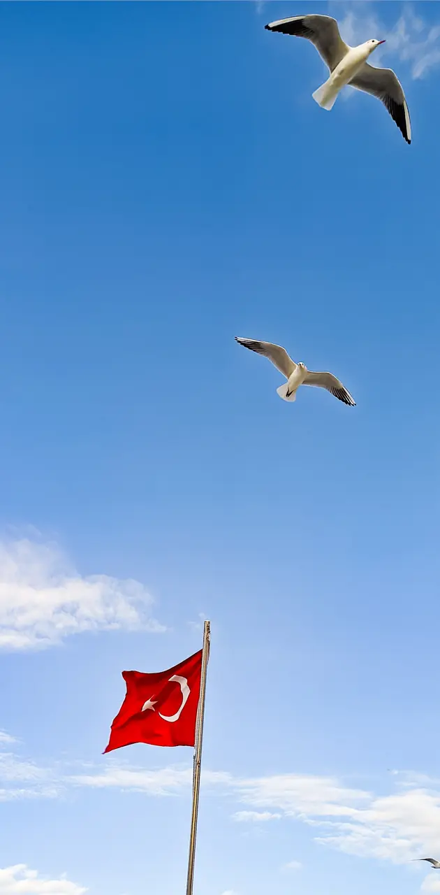 FLAG and BIRDS