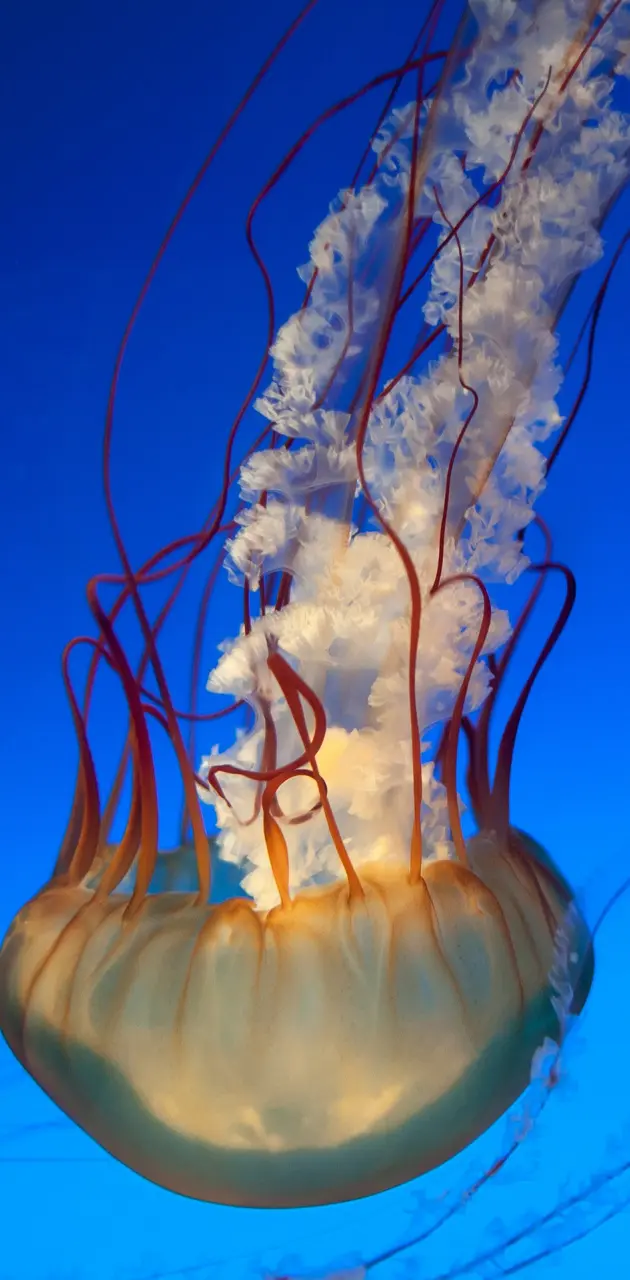 Jellyfish HD 5K
