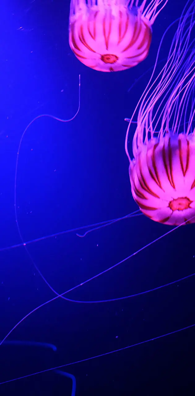 Jellyfish2