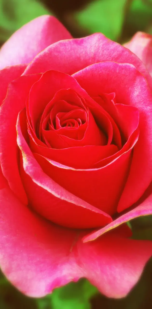Love Pink Rose