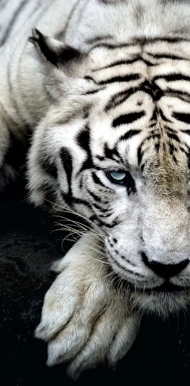 Big Cat Tiger White