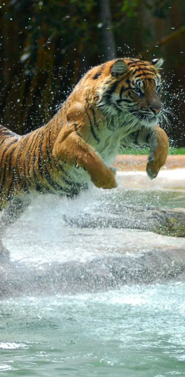 Powerful Tiger