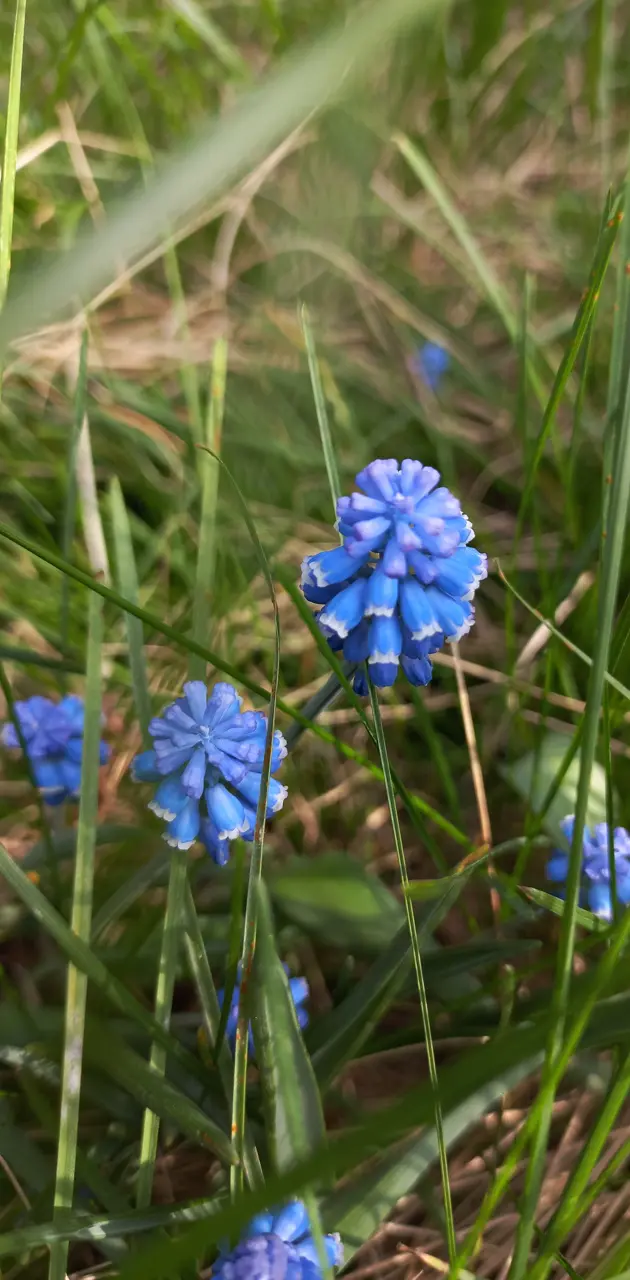 Blue wild flower in spring grass
