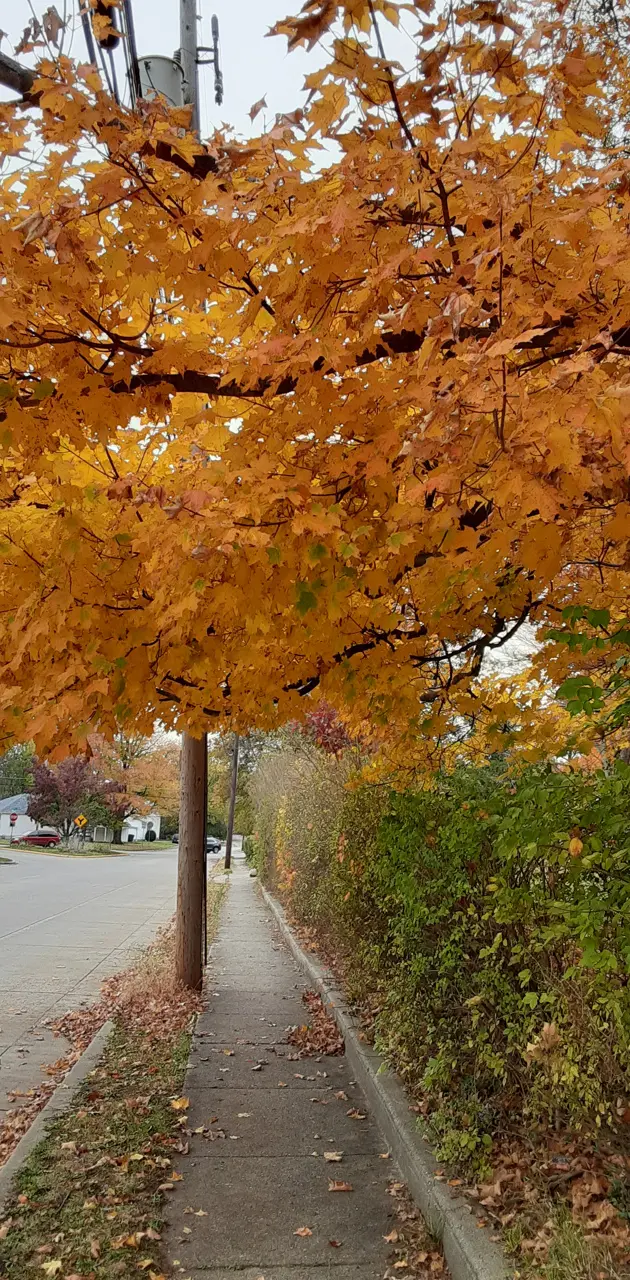 Fall sidewalk