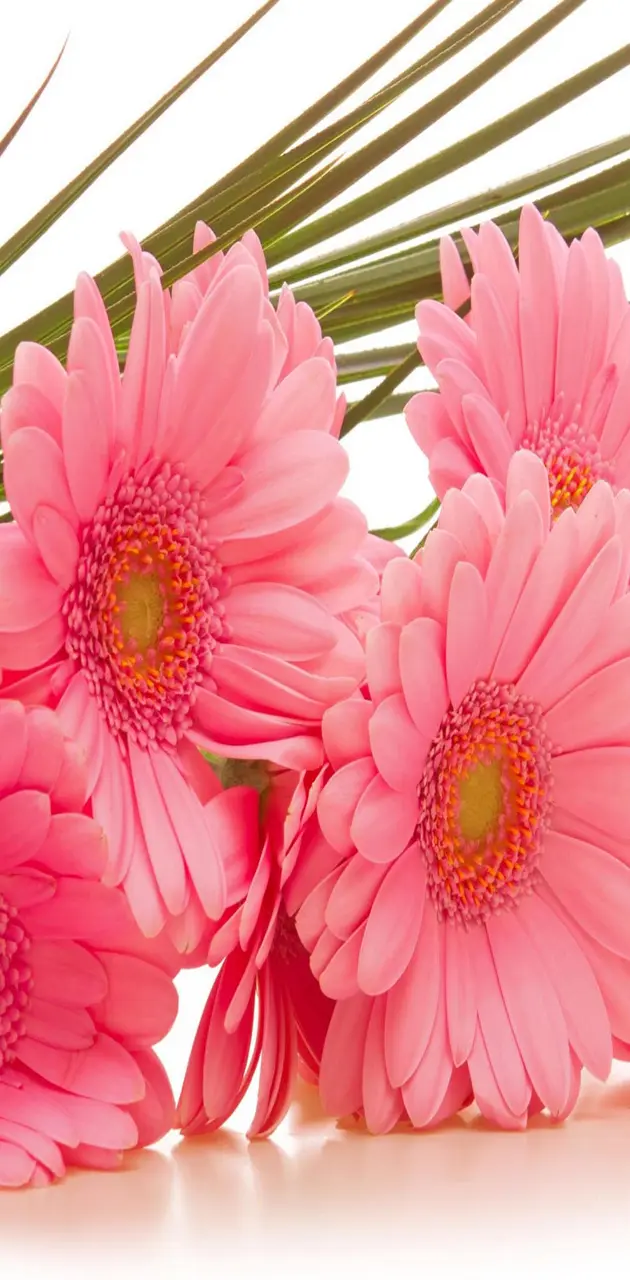 Gerbera pink flowers