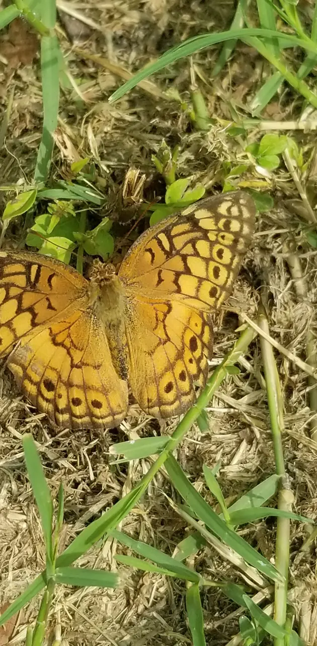 Beautiful moth  