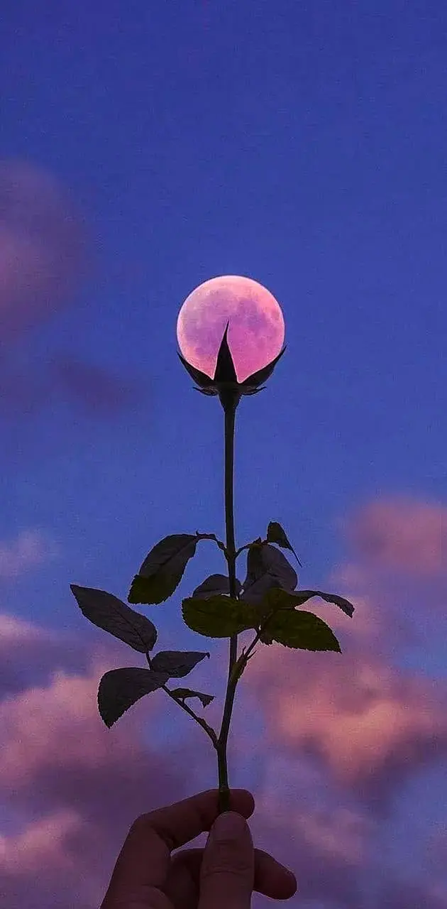 Moon Flower New