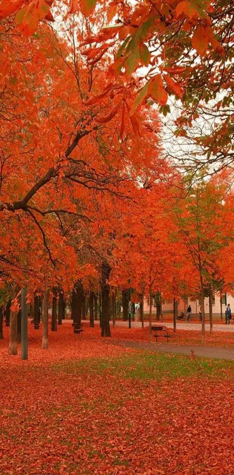 Red autumn trees