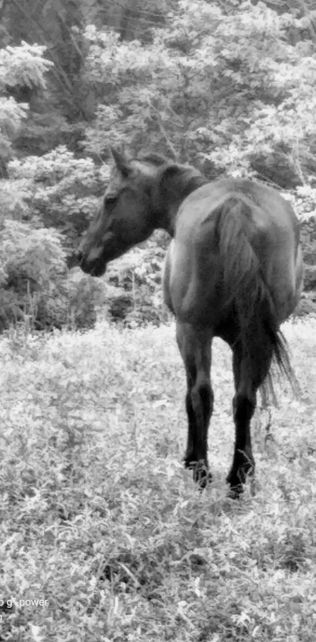 Black quarter horse