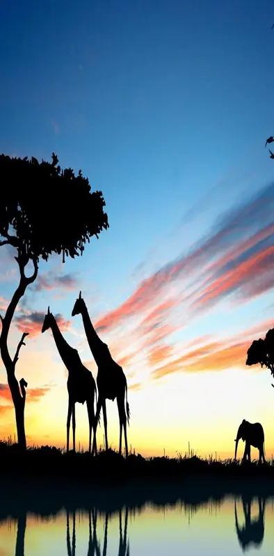 Giraffe sunsetAfrica