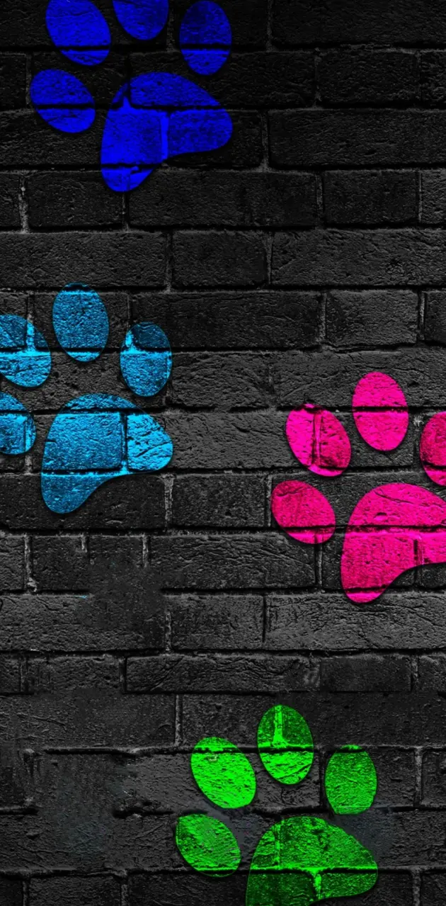 Colorful Paws 