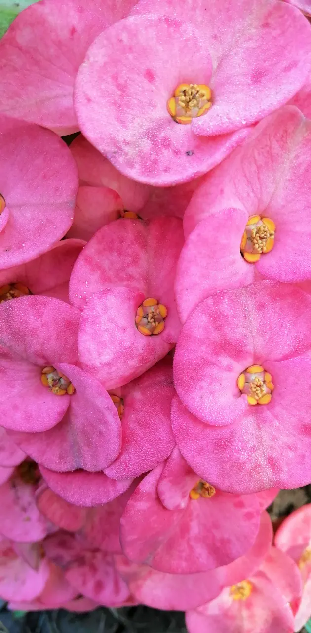 Pink Flowers 