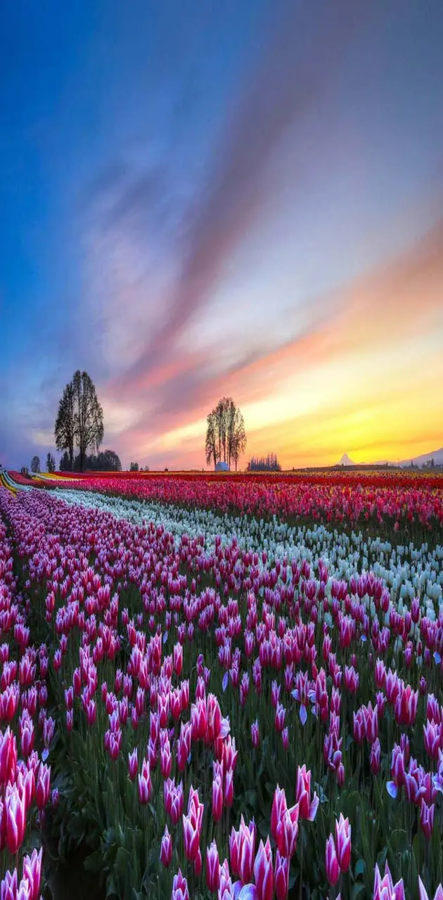 Tulips flower field