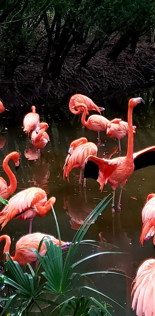Florida Flamingos 