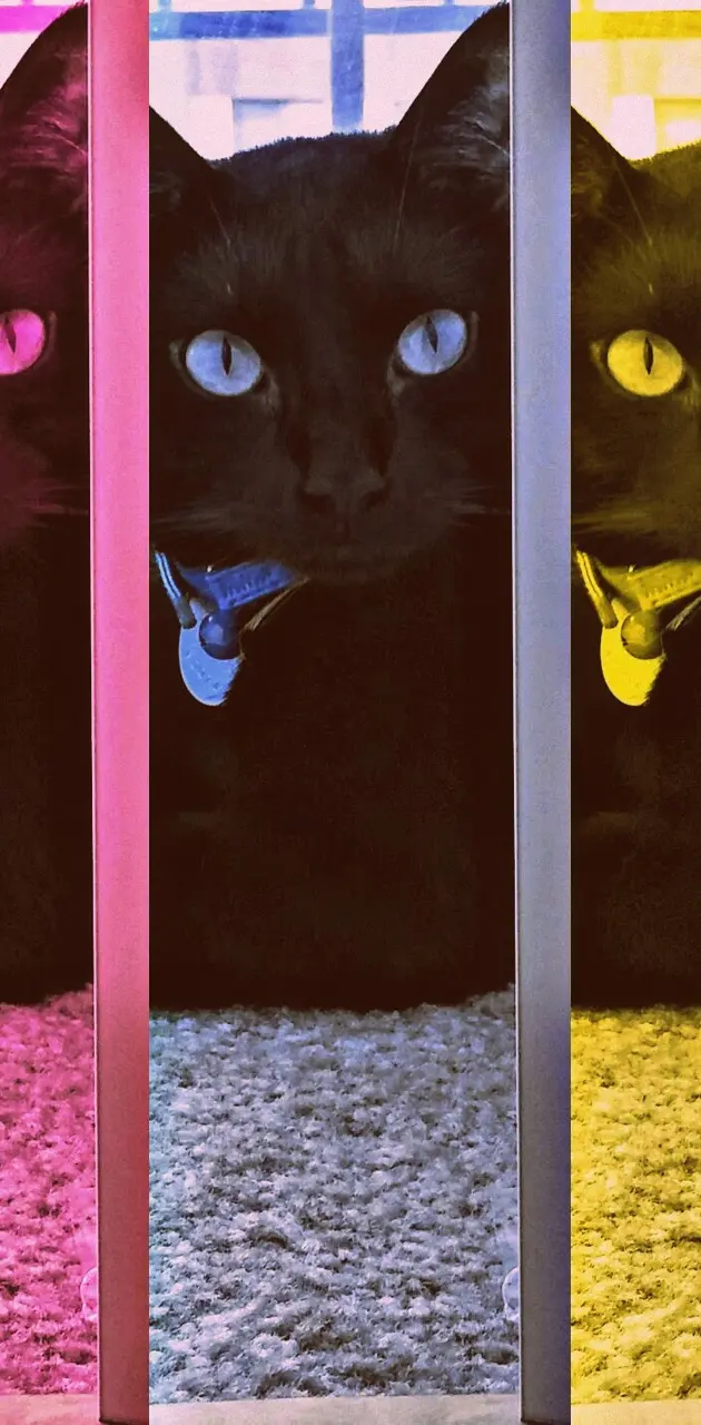 Rainbow black cat