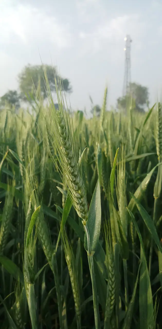 wheat with dew drops
