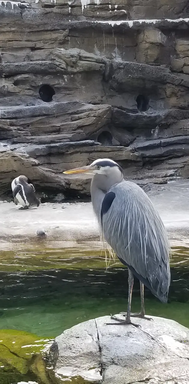 Seattle zoo bird