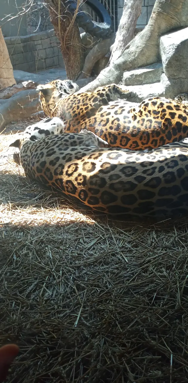 Sleeping jaguars