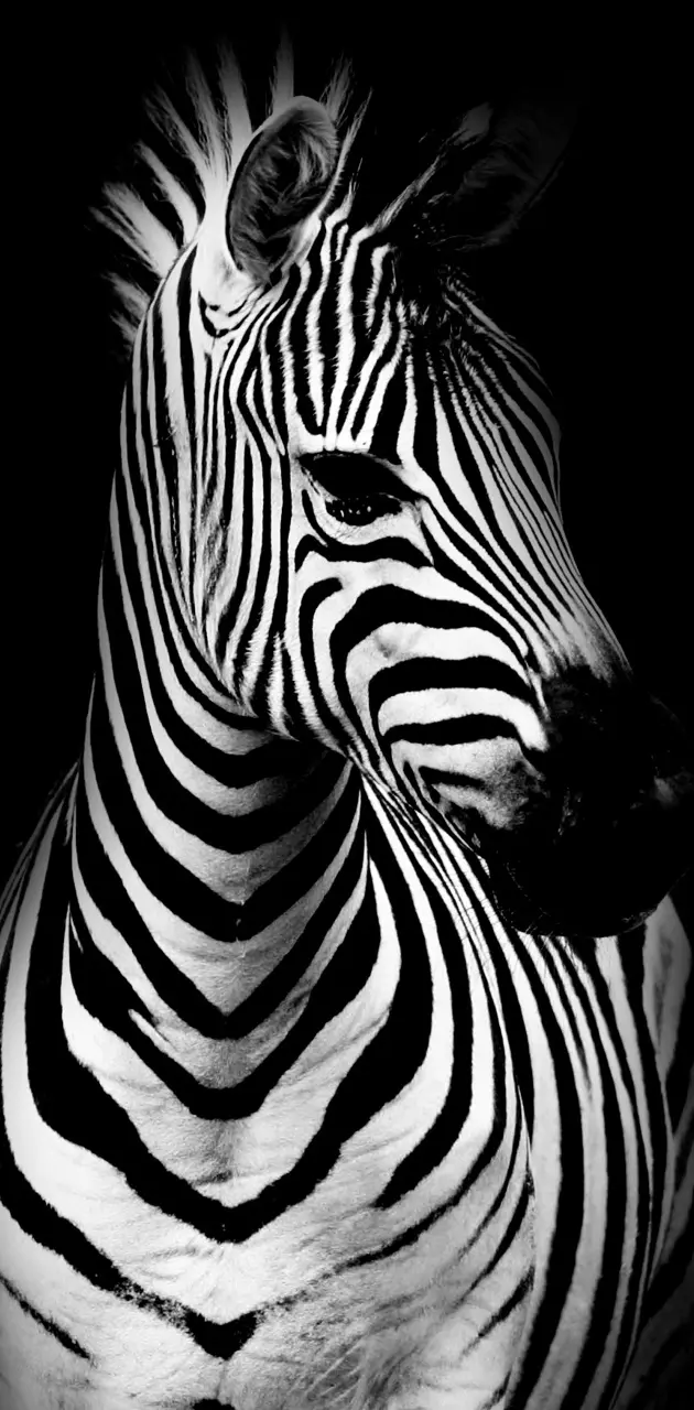 Zebra Contrast