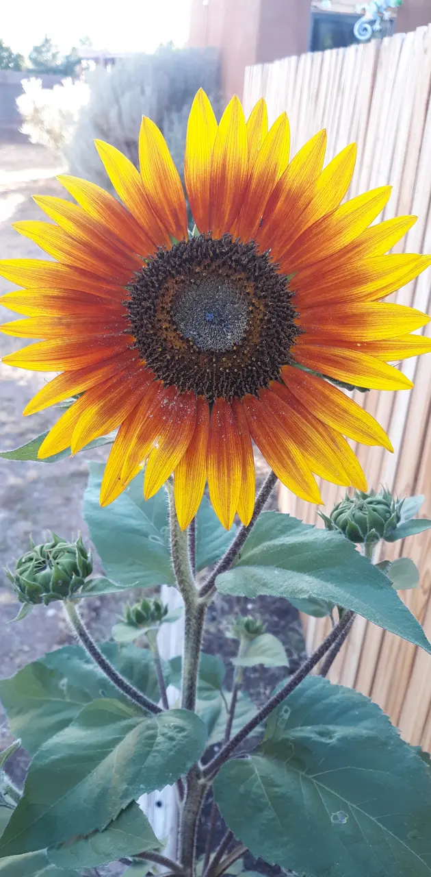 505 sunflower