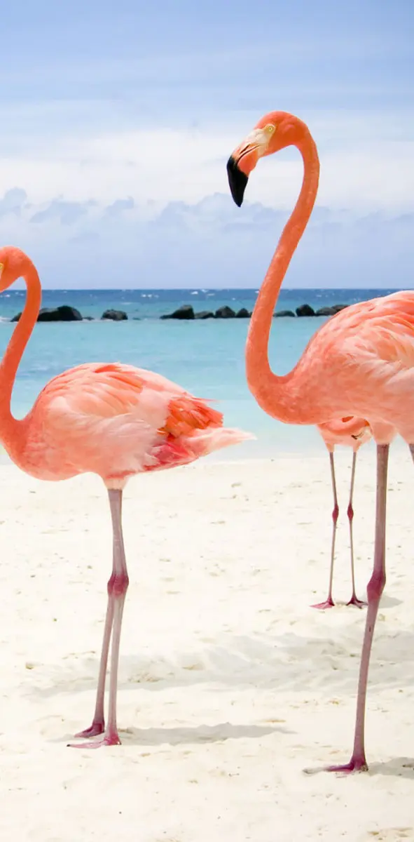 beach flamingo