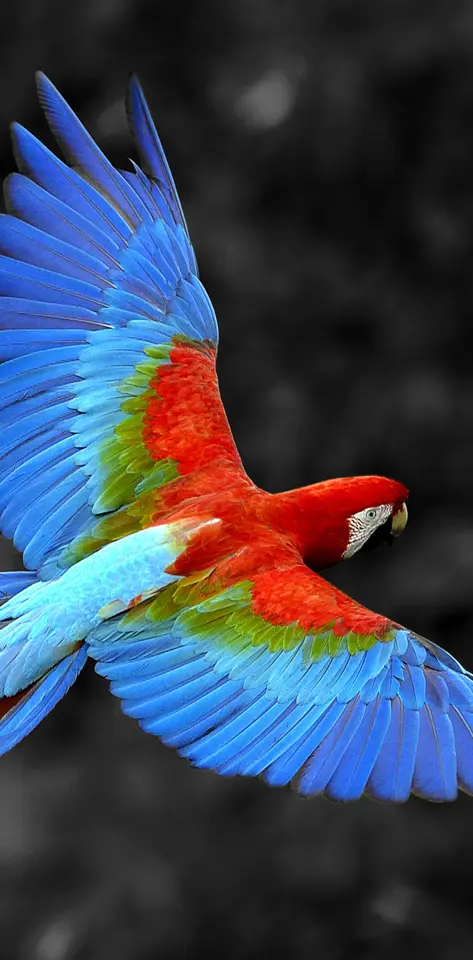 Parrot Hd