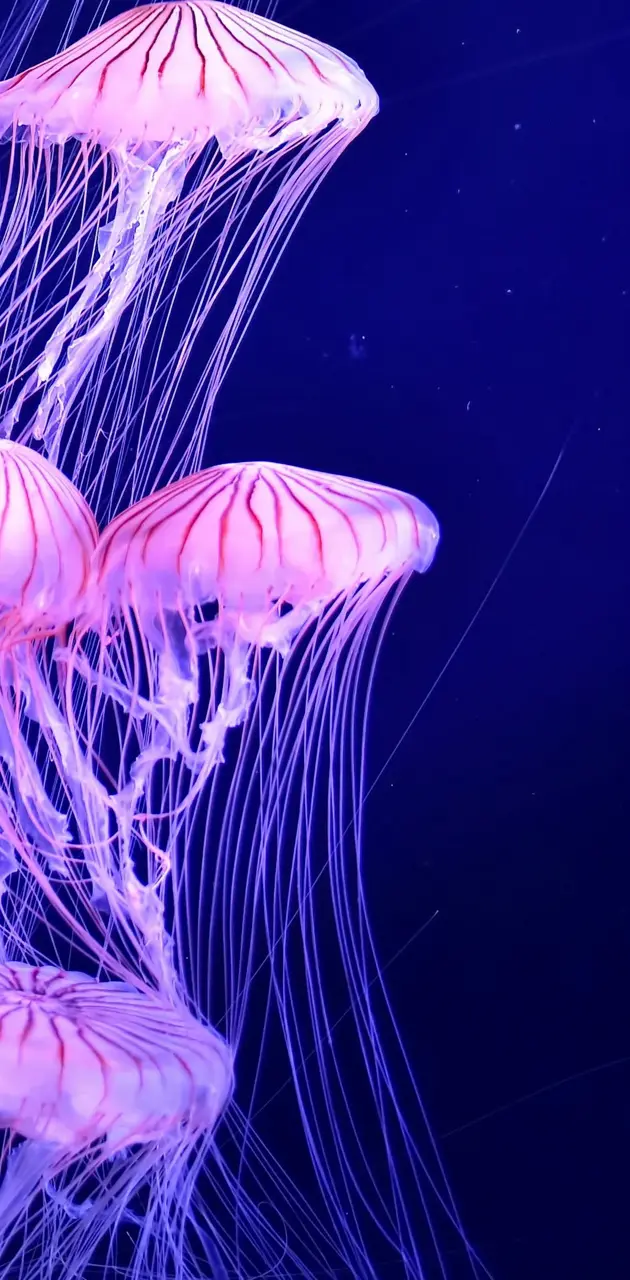 Jellyfish dance
