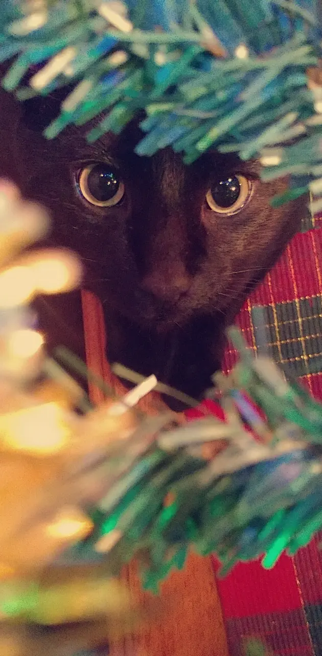 Christmas cat 