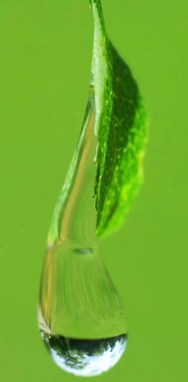 Green Leaf Drop
