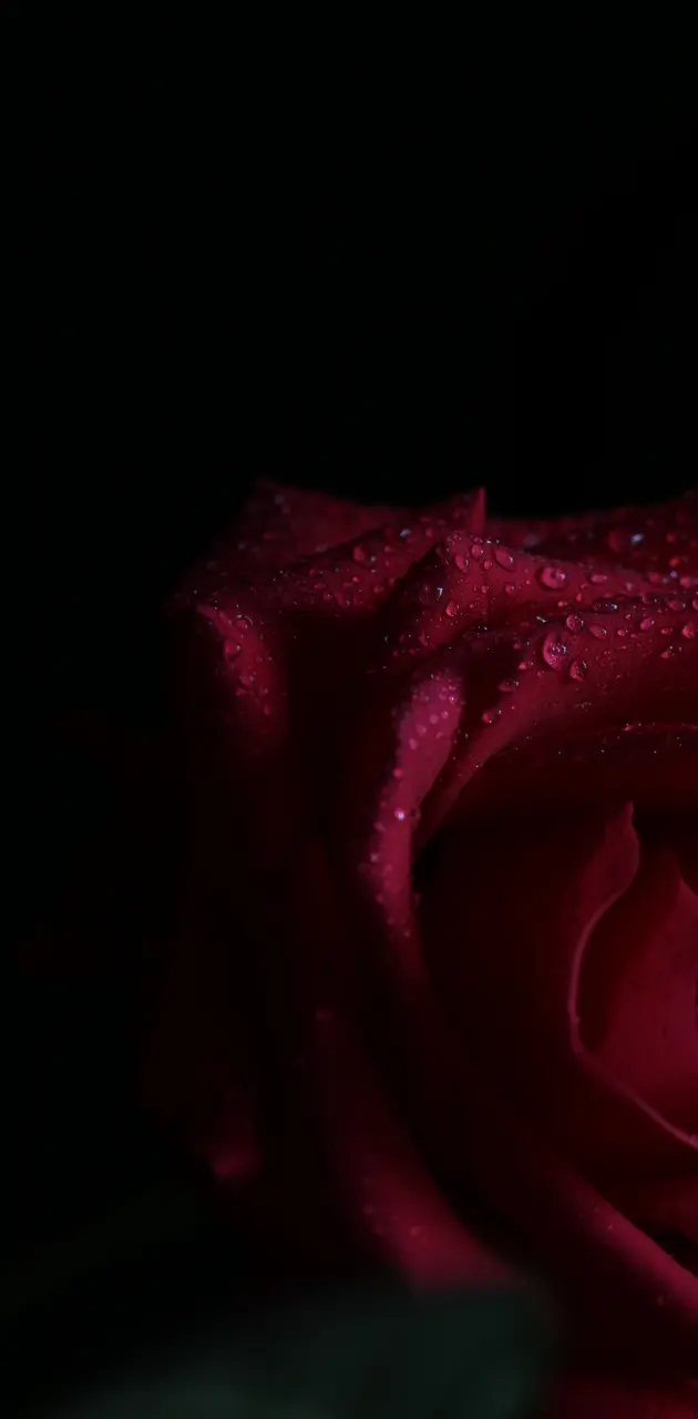 Rose HD wallpaper 