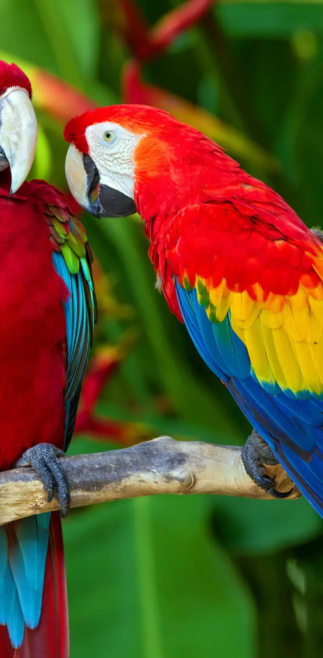 Pair Of Macaws