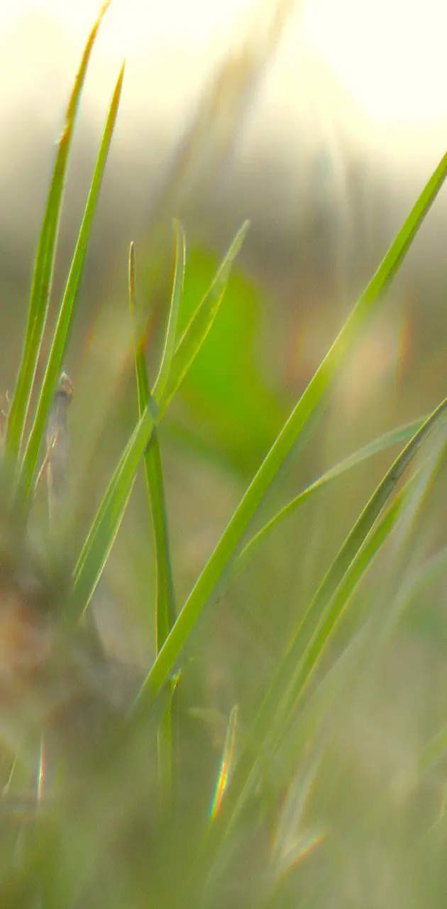 Macro Grass