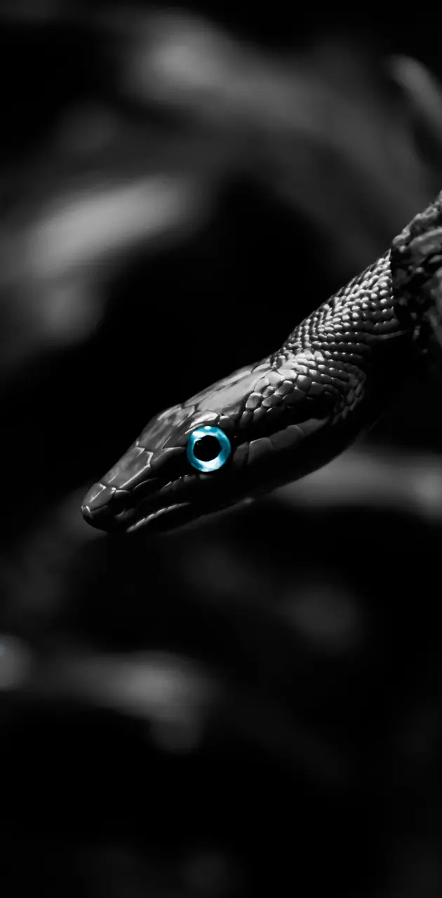 Blue Eyed Snake