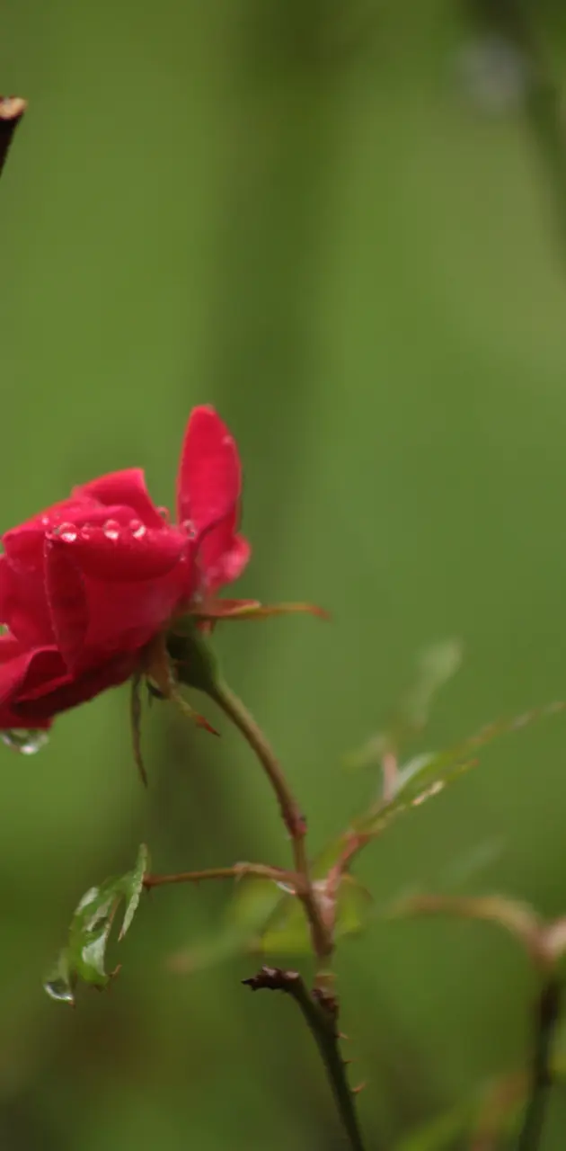 Raindrops and Roses