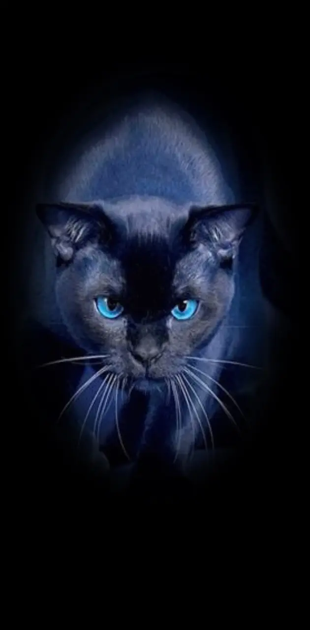 blue prowling cat