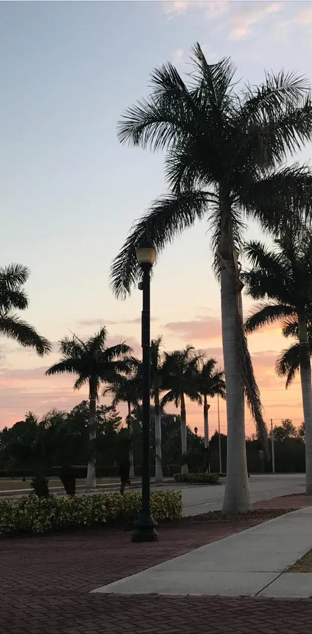 Florida Palm Sunset