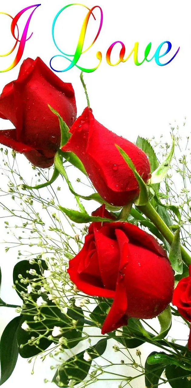 Roses Love