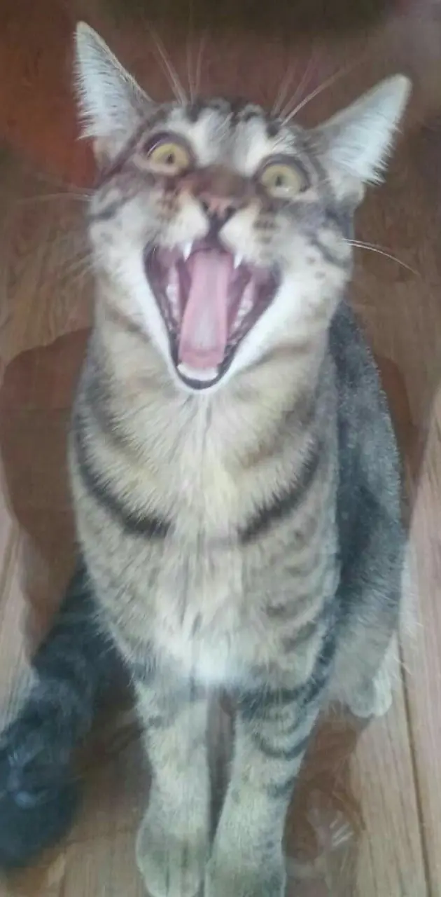 screaming cat face