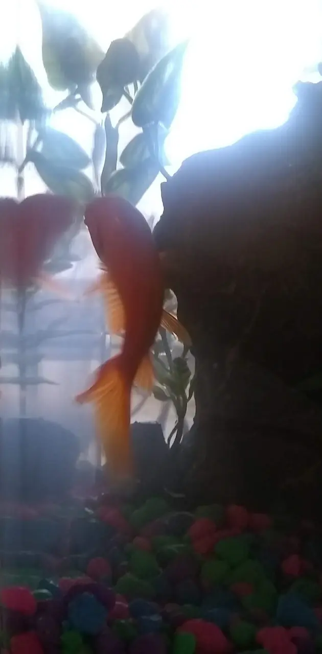 My goldfish Bella