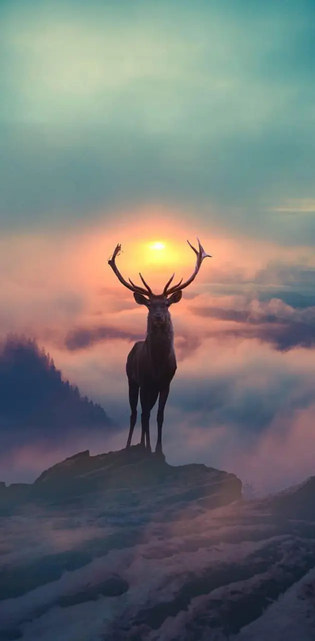 Reindeer Sunset