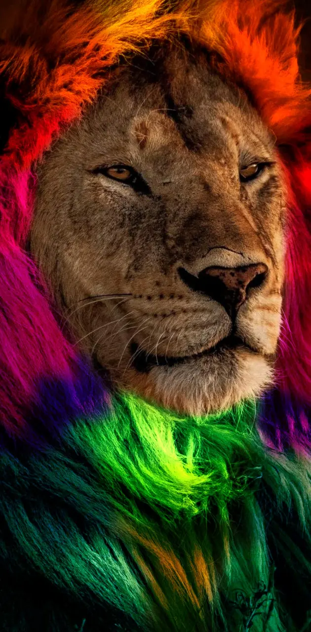 Rainbow lion 