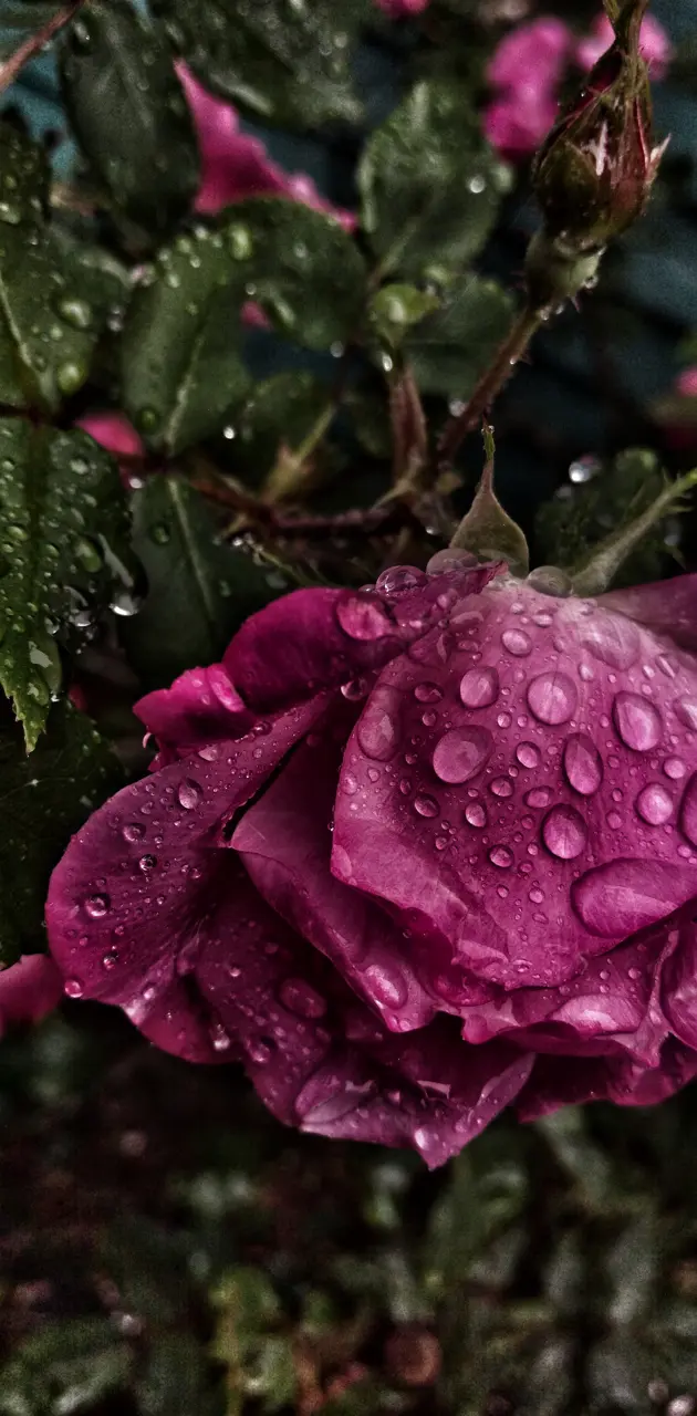 Roses Rain Day