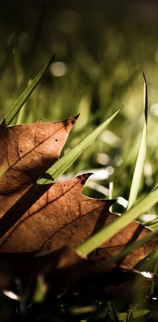 Leaf In Grass
