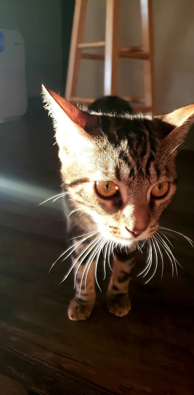 Sunlight cat 